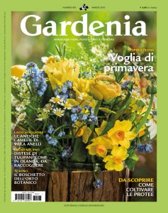 Gardenia alt