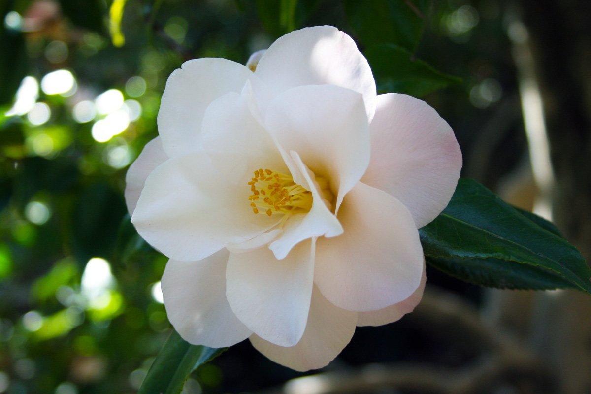 camellias